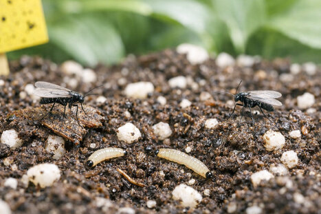 Identifying, Preventing and Sustainably Controlling Fungus Gnats - Identifying & Preventing Fungus Gnats – Causes and Solutions | Schall & Rauch