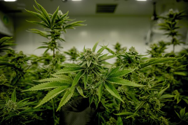 Everything for Successful Indoor Growing - 