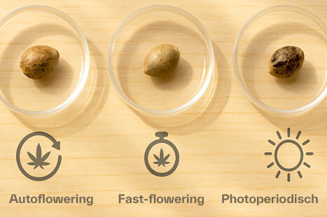 Hanfsamen verschiedener Typen – photoperiodisch, autoflowering und fast flowering