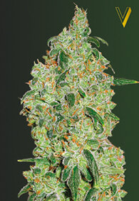 Victory Seeds Green Wild Shark / Fem / 5er