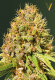 Victory Seeds Super Mazar / Fem / 5er