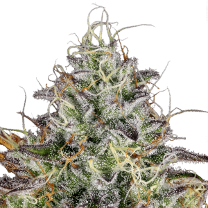 Paradise Seeds Apricot Candy - Fem - 10er