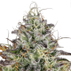 Paradise Seeds Apricot Candy - Fem - 10er