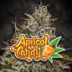 Paradise Seeds Apricot Candy - Fem - 10er