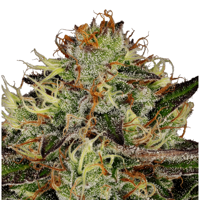 Paradise Seeds Chocolate Wafflez - Fem - 10er