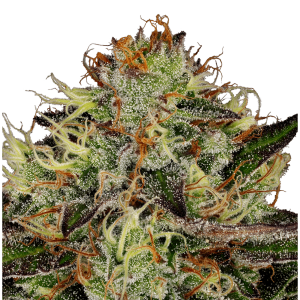 Paradise Seeds Chocolate Wafflez - Fem - 10er