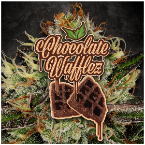 Paradise Seeds Chocolate Wafflez - Fem - 10er