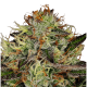 Paradise Seeds Chocolate Wafflez - Fem - 10er