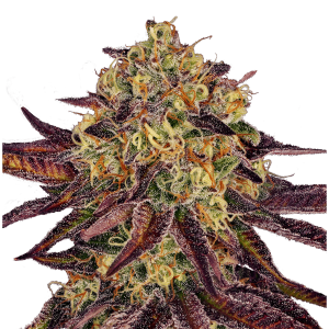 Paradise Seeds Tangerine Sorbet - Fem - 10er