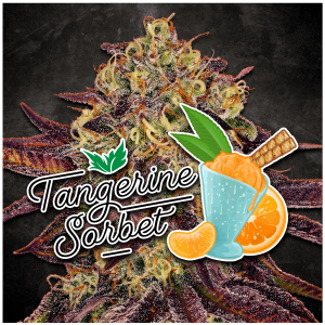 Paradise Seeds Tangerine Sorbet - Fem - 10er