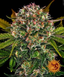 Barneys Farm Strawberry Cheescake - Auto - 3er