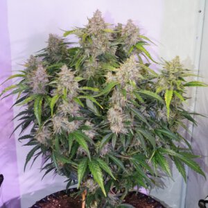 Dutch Passion Auto Skywalker Haze - Auto - 3er