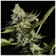 Paradise Seeds Glowstarz - Fem - 10er