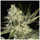 Paradise Seeds Glowstarz - Fem - 10er