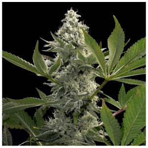 Paradise Seeds Glowstarz - Fem - 5er