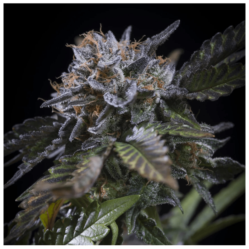 Paradise Seeds White Noise - Fem - 10er