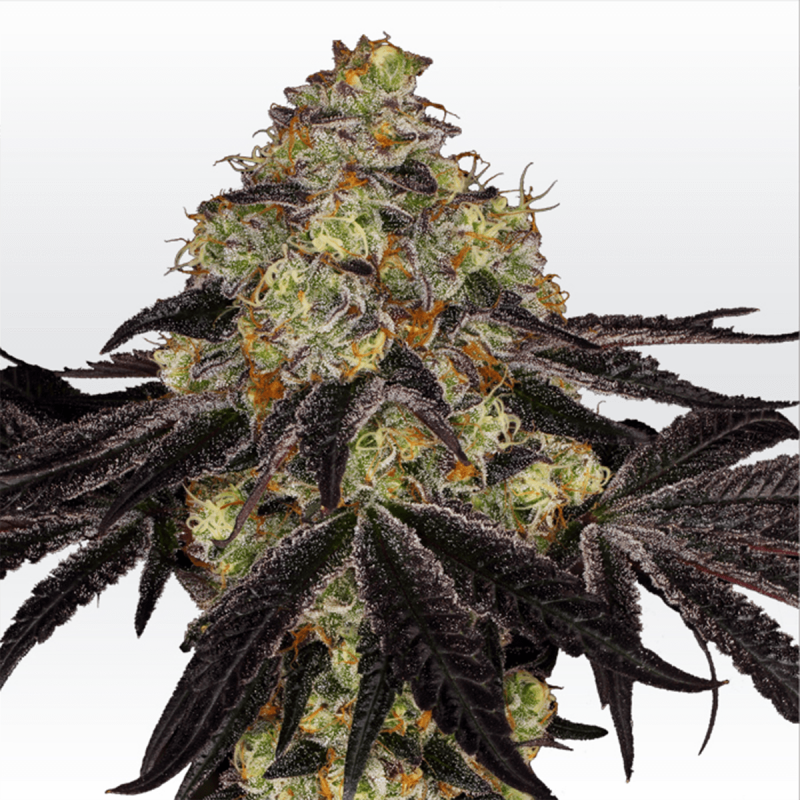 Paradise Seeds Sunset Paradise - Fem - 5er