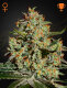 Green House Seeds Big Bang / Fem / 10er