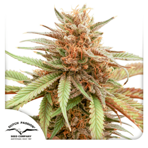 Dutch Passion Durban Dew - Fem - 10er