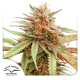 Dutch Passion Durban Dew - Fem - 10er