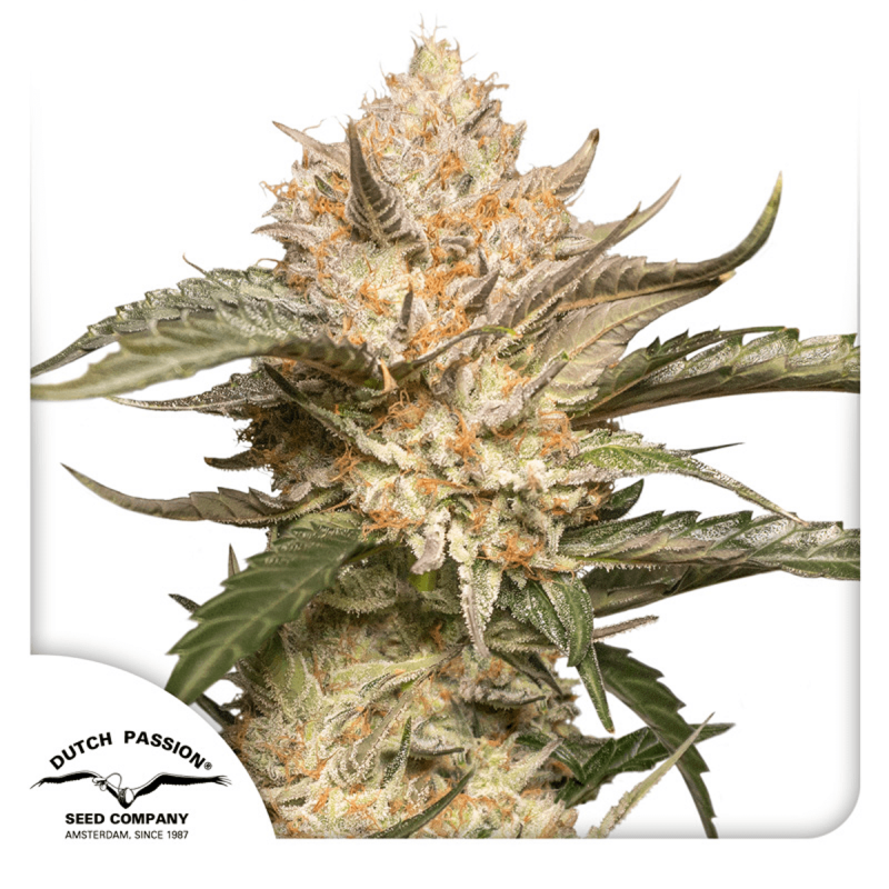 Dutch Passion Trichome & Cream - Auto - 7er