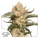 Dutch Passion Trichome & Cream - Auto - 7er