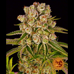 Barneys Farm Kush Mintz - Fem - 5er