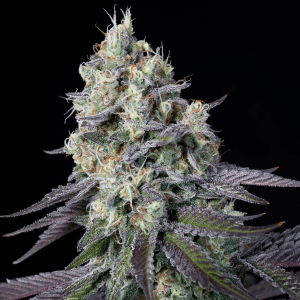 Paradise Seeds Purple Mints - Fem - 5er