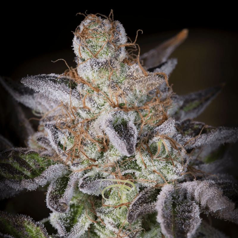 Paradise Seeds Sweetopia - Fem - 10er