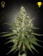 Green House Seeds Super Lemon Haze / Fem / 10er