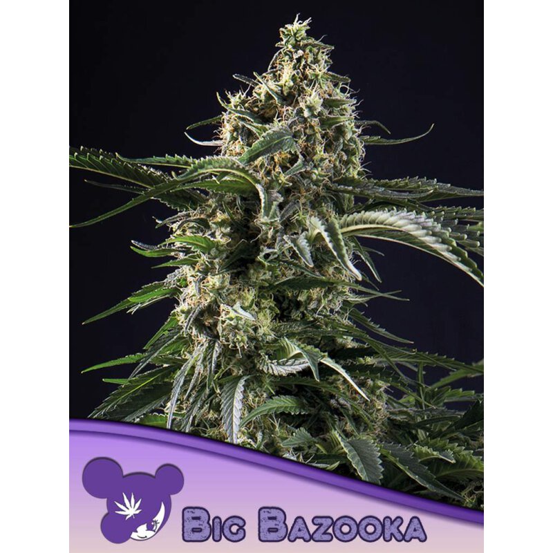 Anesia Seeds Big Bazooka - Fem - 3er