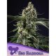 Anesia Seeds Big Bazooka - Fem - 3er