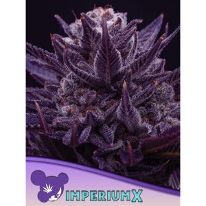 Anesia-Seeds Imperium-X - Fem - 3er