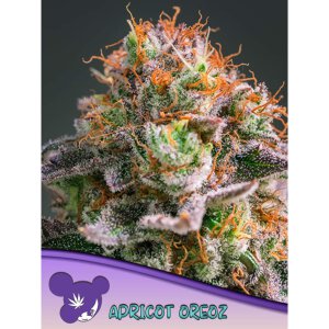 Anesia-Seeds Apricot-Oreoz - Fem - 3er