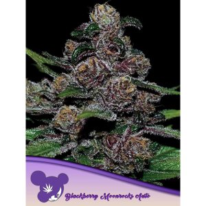 Anesia Seeds Blackberry Moonrocks - Auto - 5er