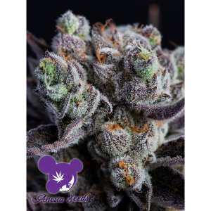 Anesia Seeds Blackberry Moonrocks Fem 3er