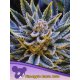 Anesia Seeds Pineapple Runtz - Auto - 5-er