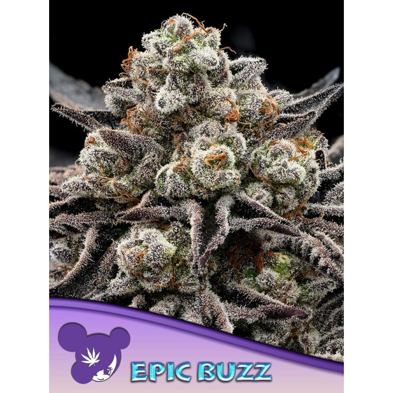 Anesia Seeds Epic-Buzz - Fem - 5er