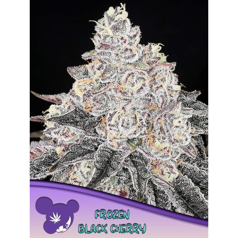 Anesia Seeds Frozen-Black-Cherry - Fem - 5er