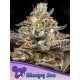 Anesia Seeds Sleepy-Joe- - Fem - 3er