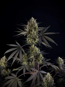 Fast Buds Pound Cake - Auto - 10pcs