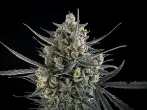 Fast Buds Pound Cake - Auto - 10pcs