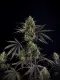 Fast Buds Pound Cake - Auto - 10pcs