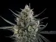 Fast Buds Pound Cake - Auto - 10pcs