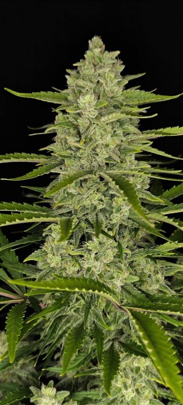 Fast Buds Papaya Cookies - Auto - 10er