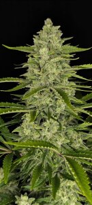 Fast Buds Papaya Cookies - Auto - 10er