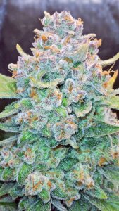 Fast Buds Papaya Cookies - Auto - 10er