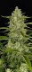 Fast Buds Papaya Cookies - Auto - 10er