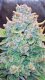 Fast Buds Papaya Cookies - Auto - 10er
