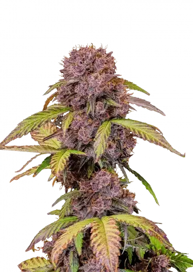FastBuds Lemon Cherry Cookies - Auto - 3er